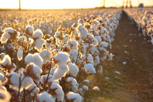Why Organic Cotton Is Reshaping the Future of Sustainable Fashion